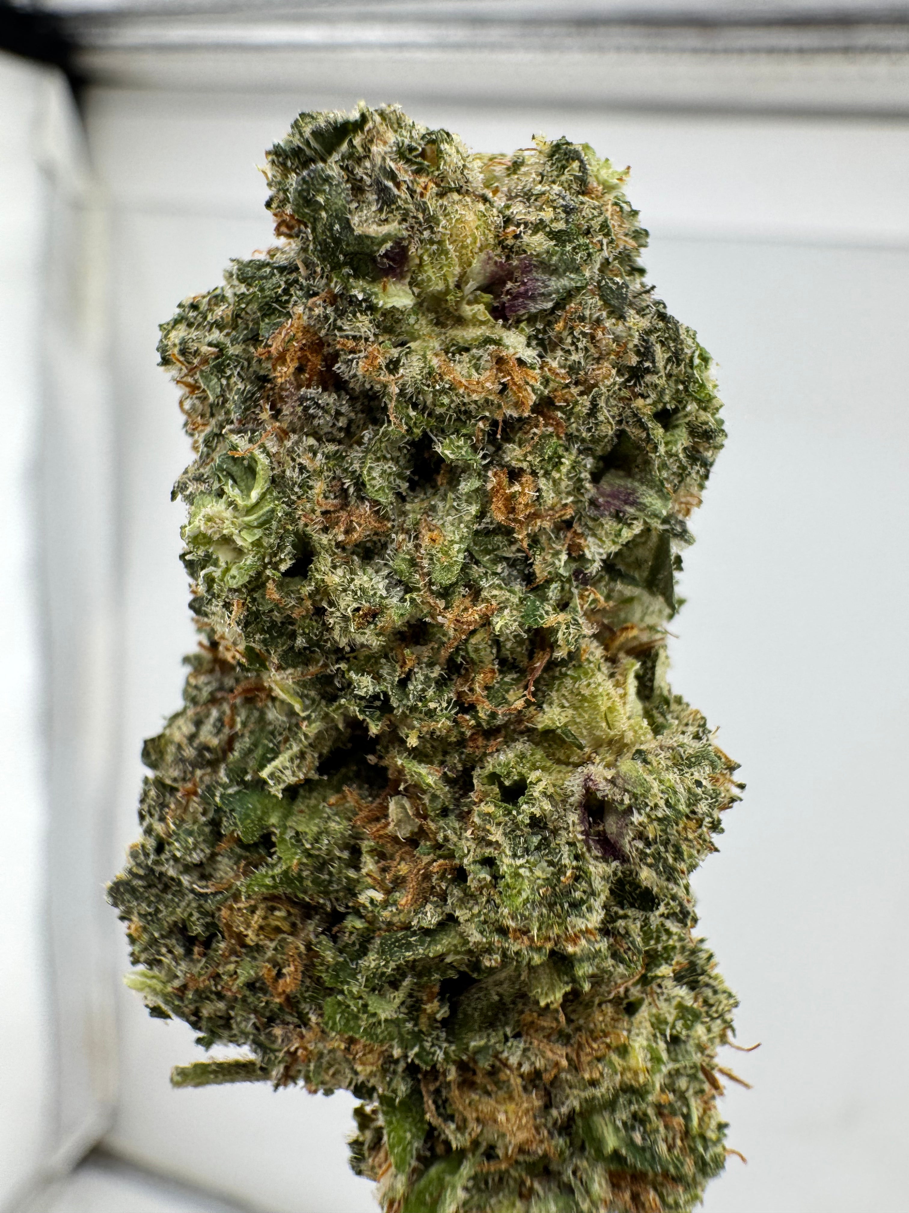 Sugar cane (H)